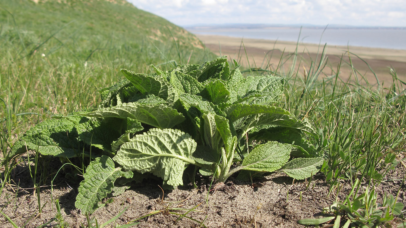 Изображение особи род Phlomis.