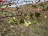 Crataegus rhipidophylla