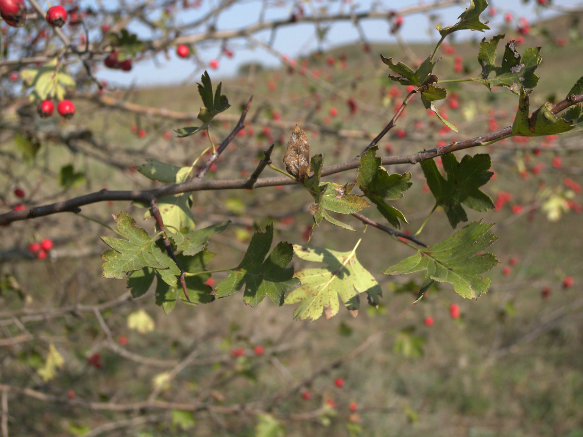 Image of Crataegus rhipidophylla specimen.