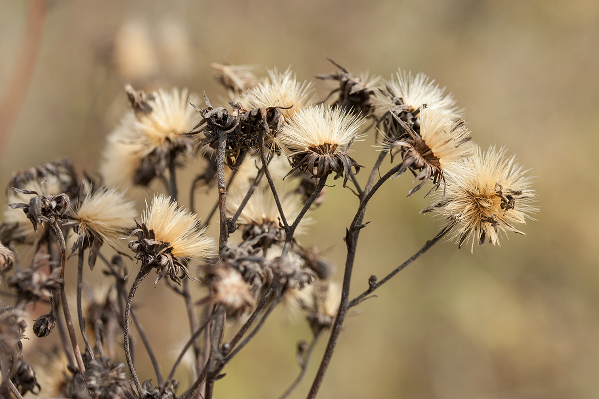 Image of Hieracium umbellatum specimen.