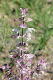 Salvia sclarea