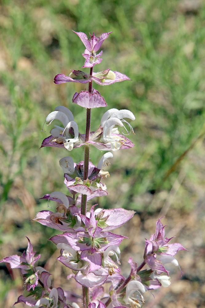 Изображение особи Salvia sclarea.