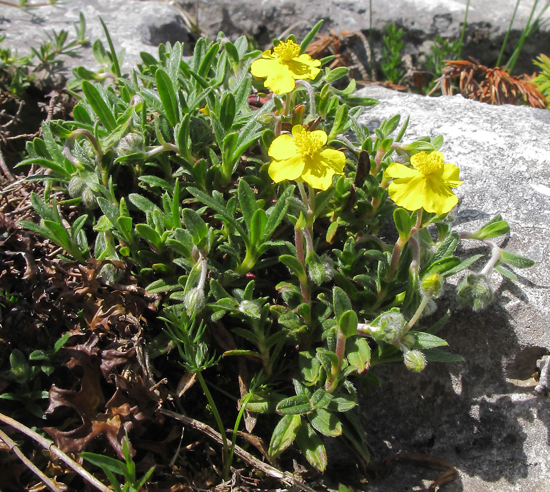 Изображение особи Helianthemum buschii.