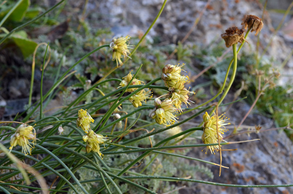 Изображение особи Allium tianschanicum.