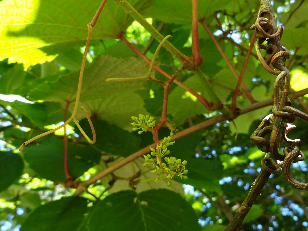 Изображение особи Vitis coignetiae.