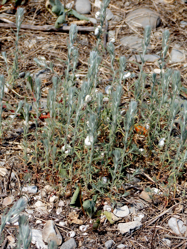 Image of Sedobassia sedoides specimen.