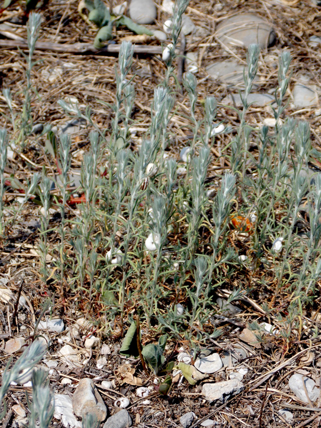 Image of Sedobassia sedoides specimen.