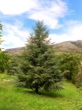 Cedrus libani. Взрослое дерево. Франция, Приморские Альпы, Гурдон, сады Ленотра, в культуре. 22.07.2014.