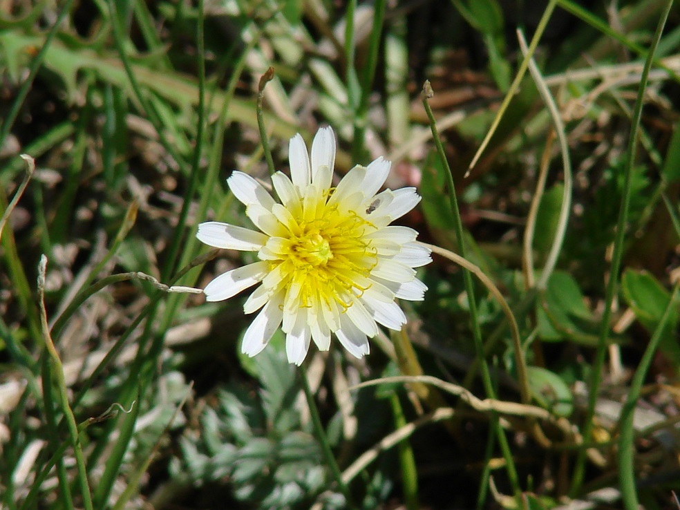 Image of Taraxacum leucanthum specimen.