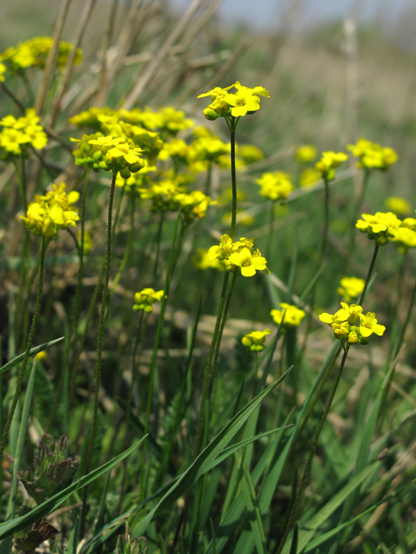 Изображение особи Draba sibirica.