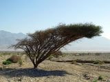 Vachellia tortilis