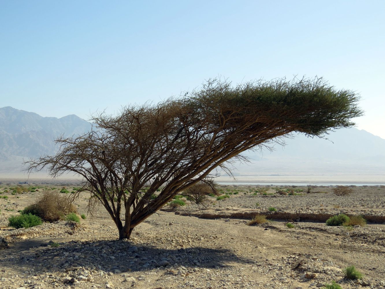 Изображение особи Vachellia tortilis.