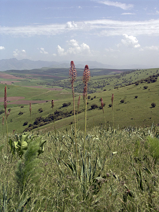 Изображение особи Eremurus regelii.