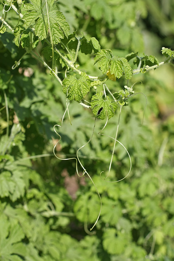 Image of Momordica charantia specimen.