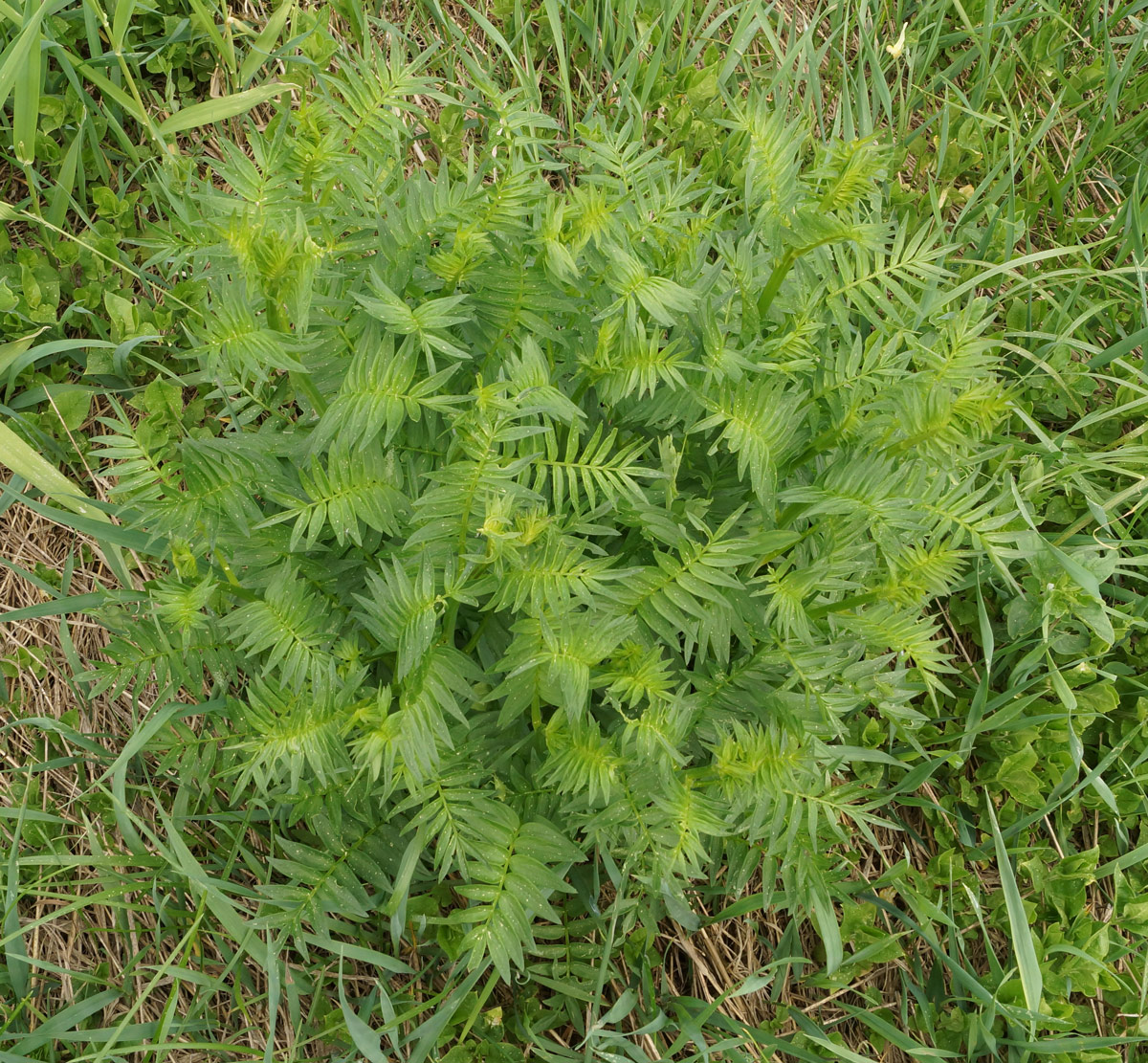 Image of Polemonium caeruleum specimen.