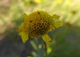 Tanacetum bipinnatum