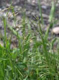 Deschampsia cespitosa. Побеги с нераспустившимися соцветиями. Санкт-Петербург, пустырь. 02.06.2009.