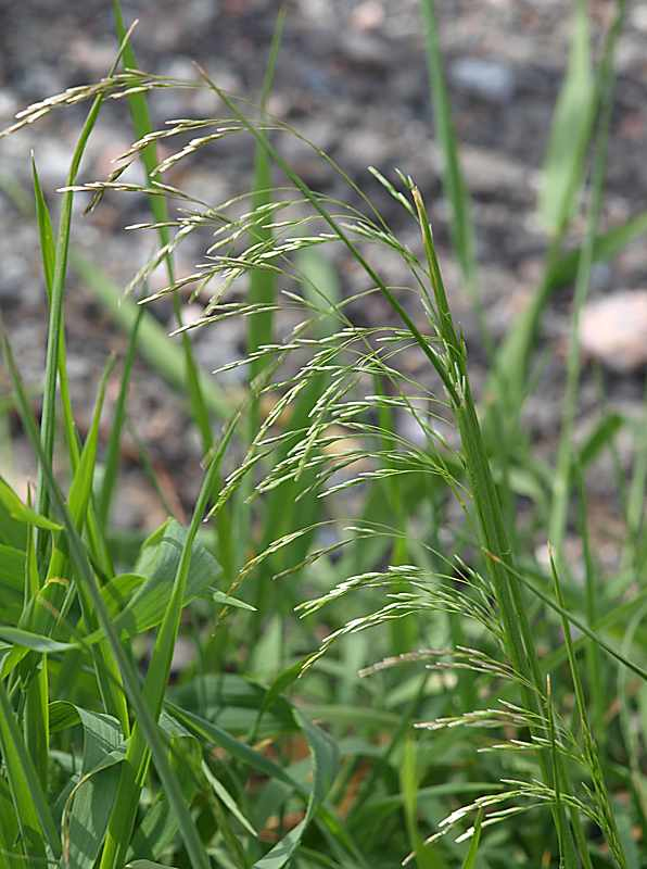 Изображение особи Deschampsia cespitosa.