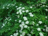 Spiraea media