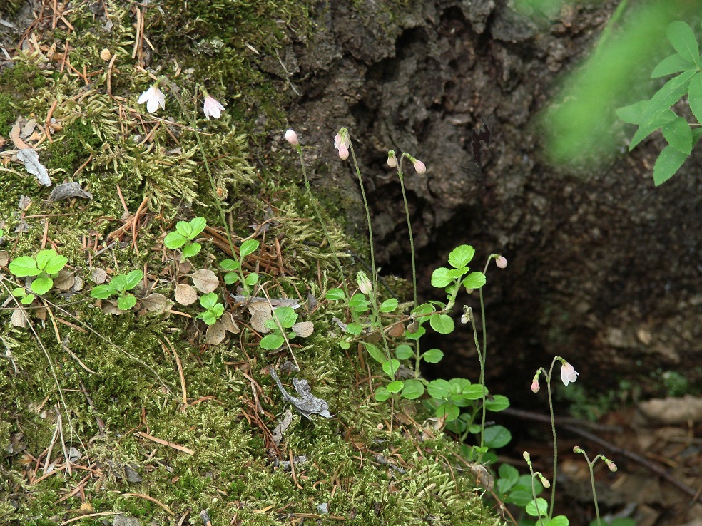 Image of Linnaea borealis specimen.