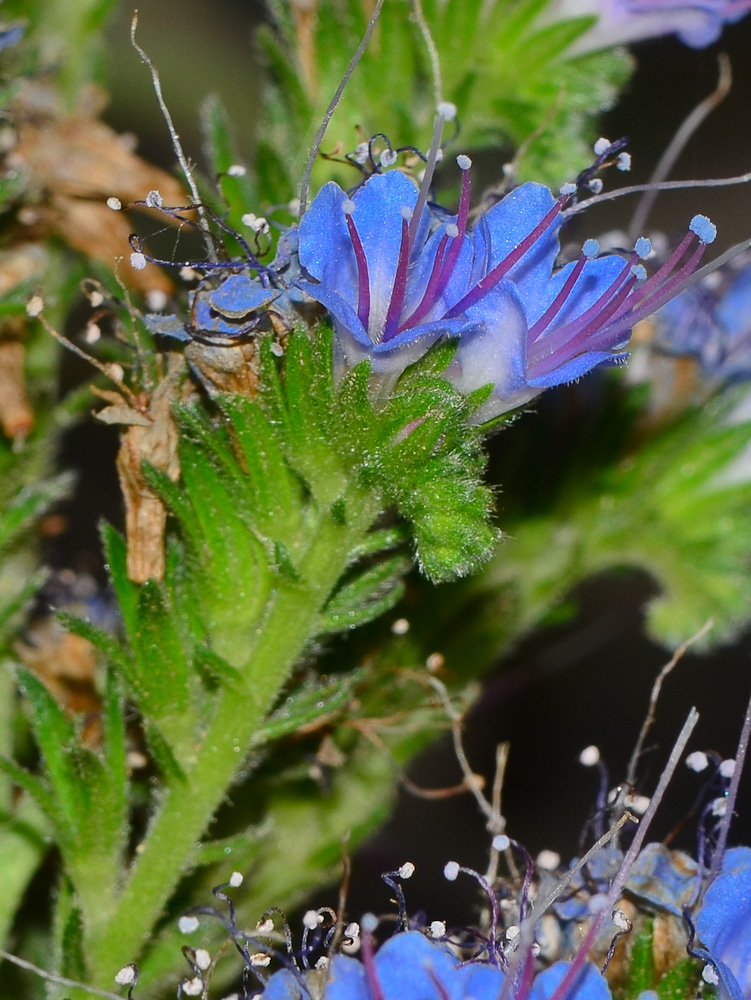 Изображение особи Echium acanthocarpum.