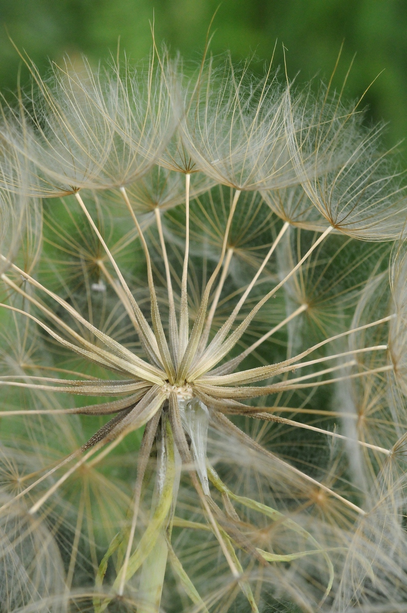 Изображение особи Tragopogon songoricus.