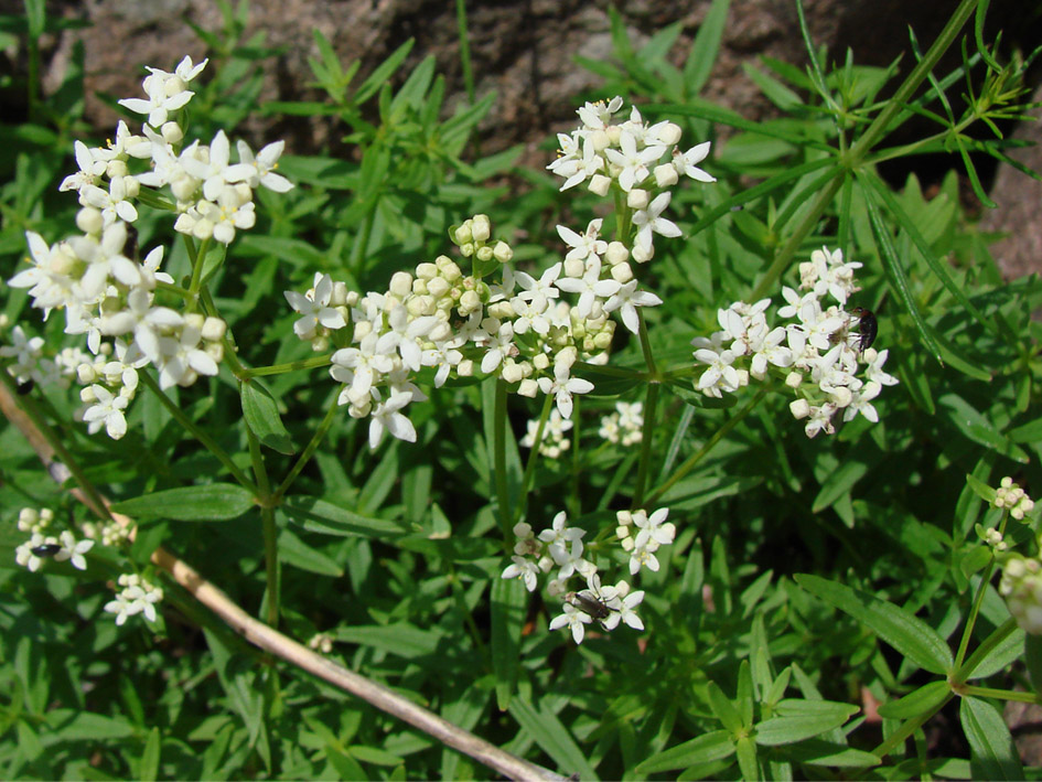 Image of Galium boreale specimen.