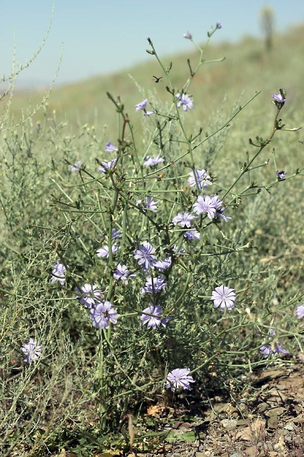 Изображение особи Cichorium intybus.