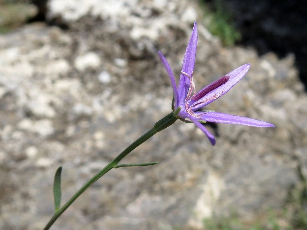 Image of Cylindrocarpa sewerzowii specimen.