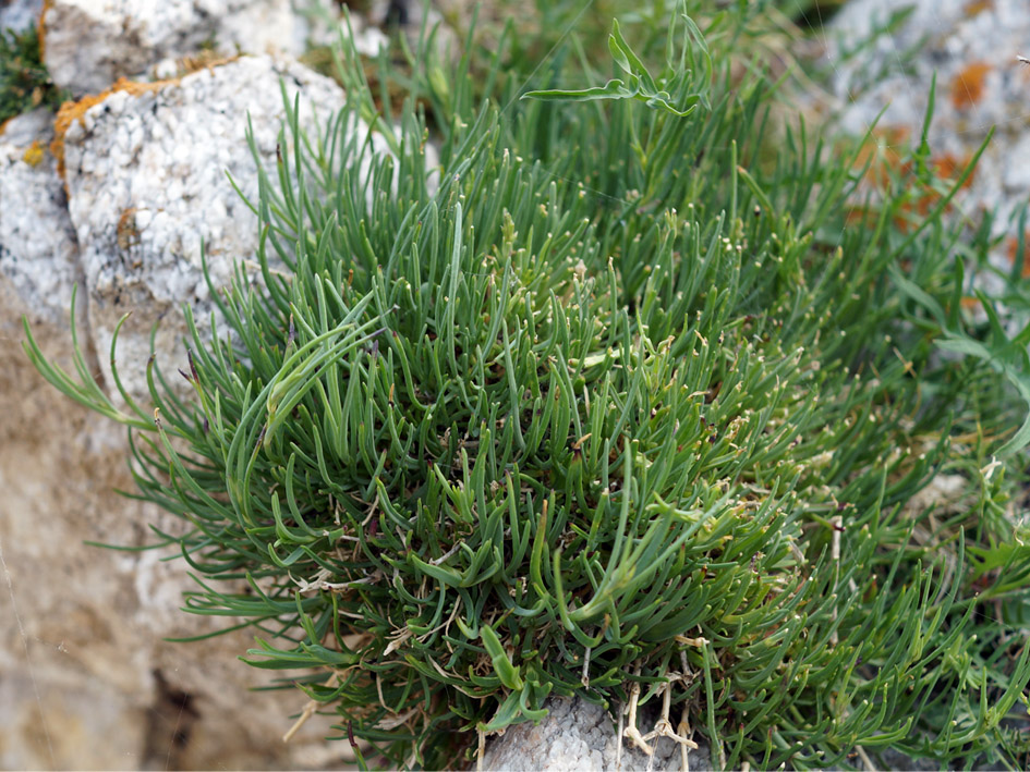 Image of Gypsophila patrinii var. caespitosa specimen.