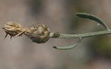 Centaurea odessana. Верхушка побега с соплодием-корзинкой. Крым, Арабатская стрелка (юг). 24.07.2009.
