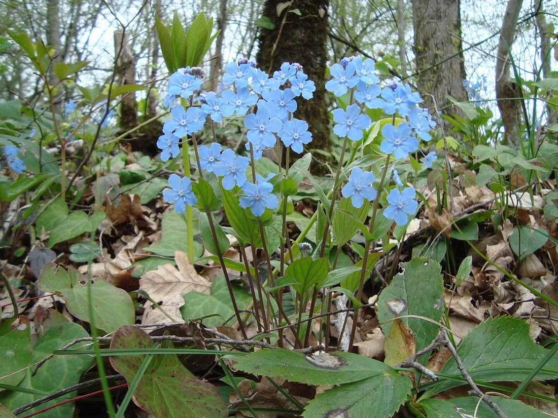 Image of Omphalodes cappadocica specimen.