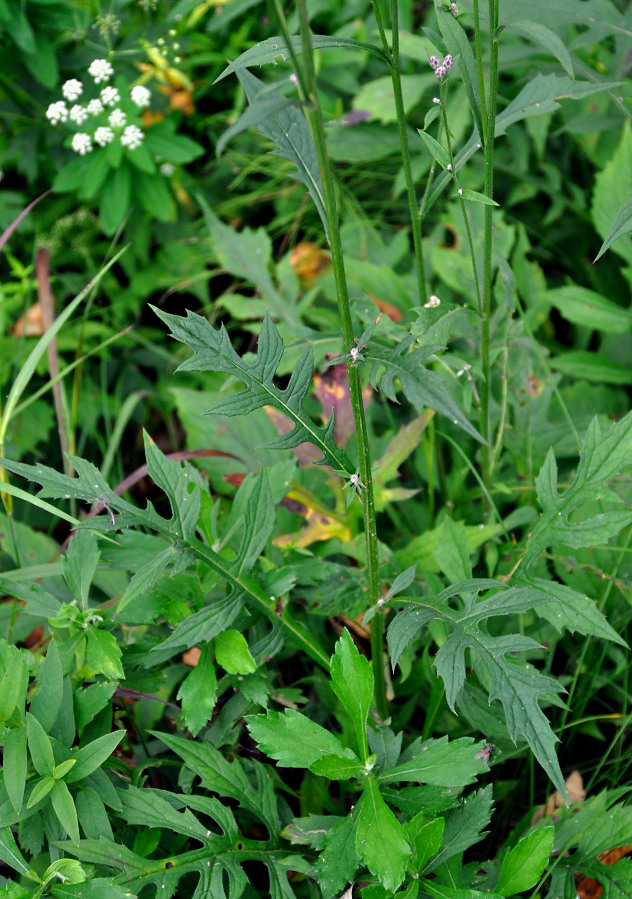 Image of Saussurea maximowiczii specimen.