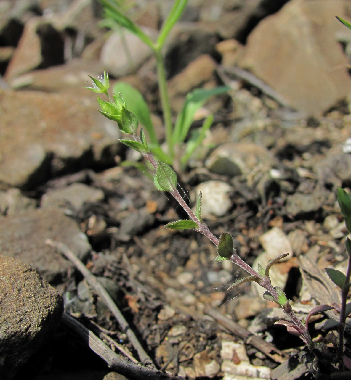 Image of Arenaria serpyllifolia specimen.