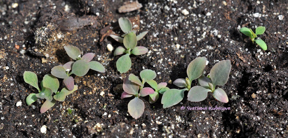 Изображение особи Sibiraea altaiensis.