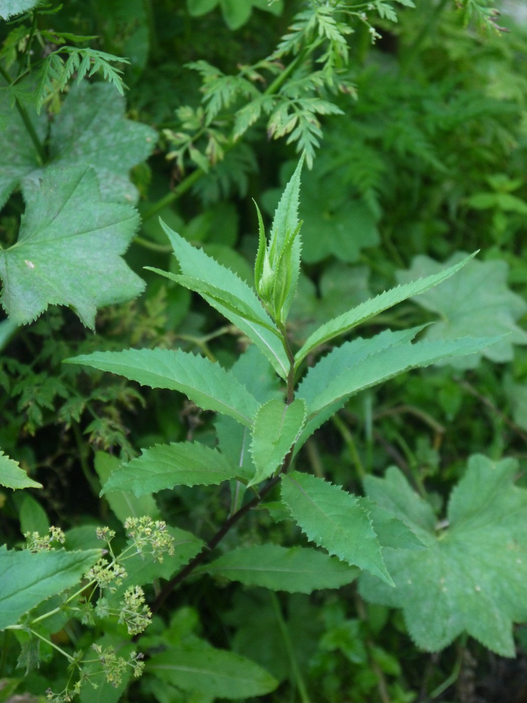 Изображение особи Senecio nemorensis.