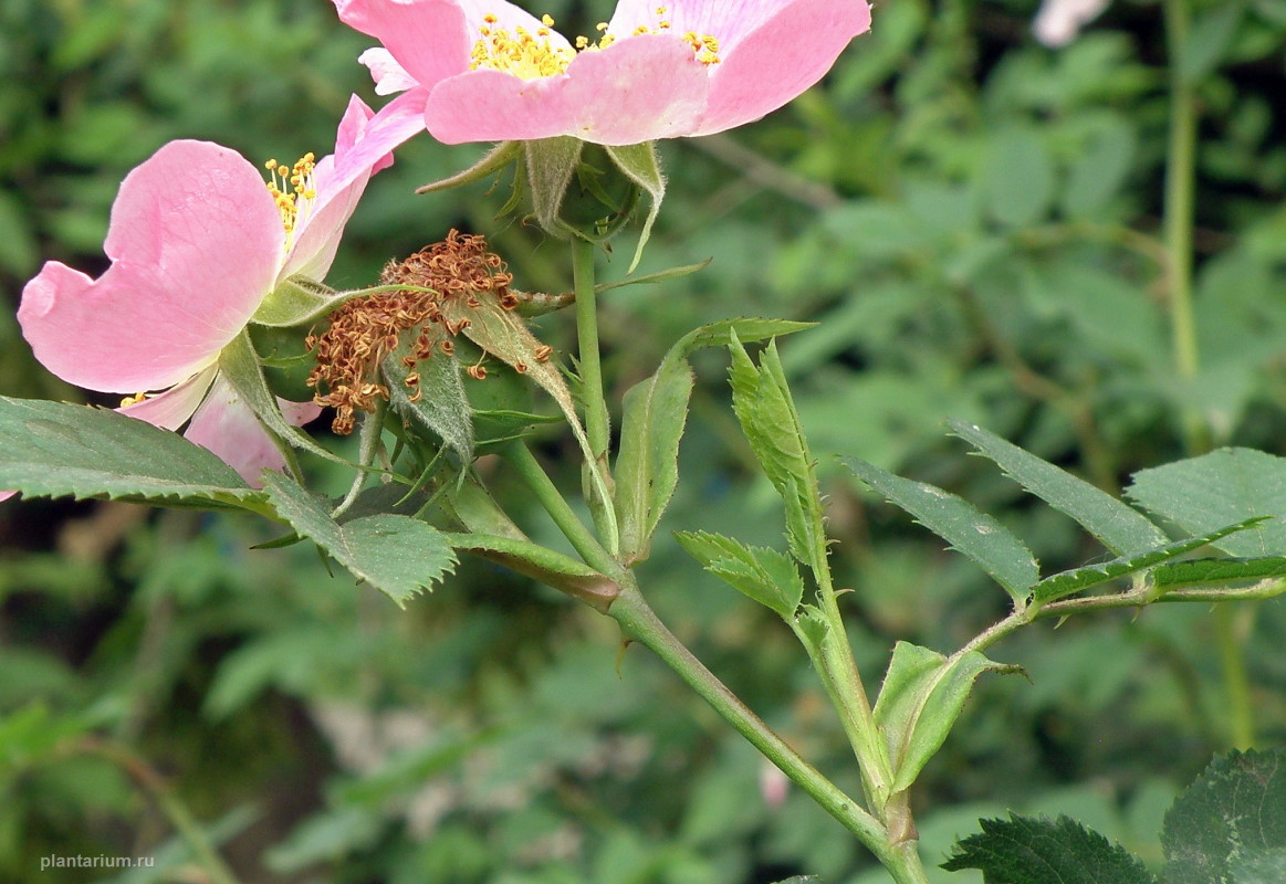 Image of Rosa afzeliana specimen.