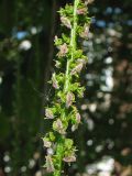 Pterocarya fraxinifolia