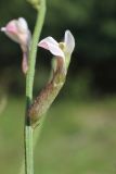 Astragalus angreni