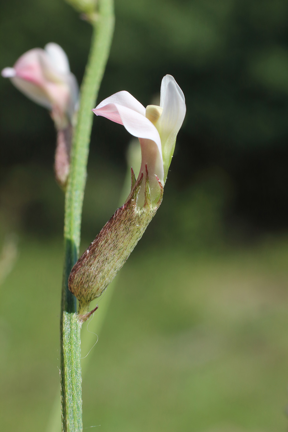 Изображение особи Astragalus angreni.