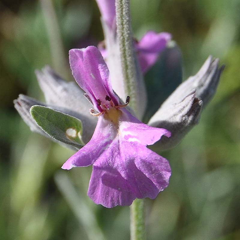 Image of Stachys inflata specimen.