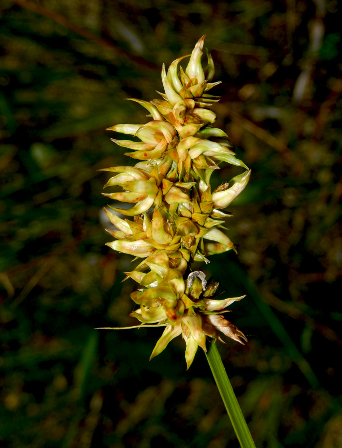 Image of Carex spicata specimen.