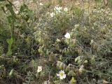 Helianthemum apenninum