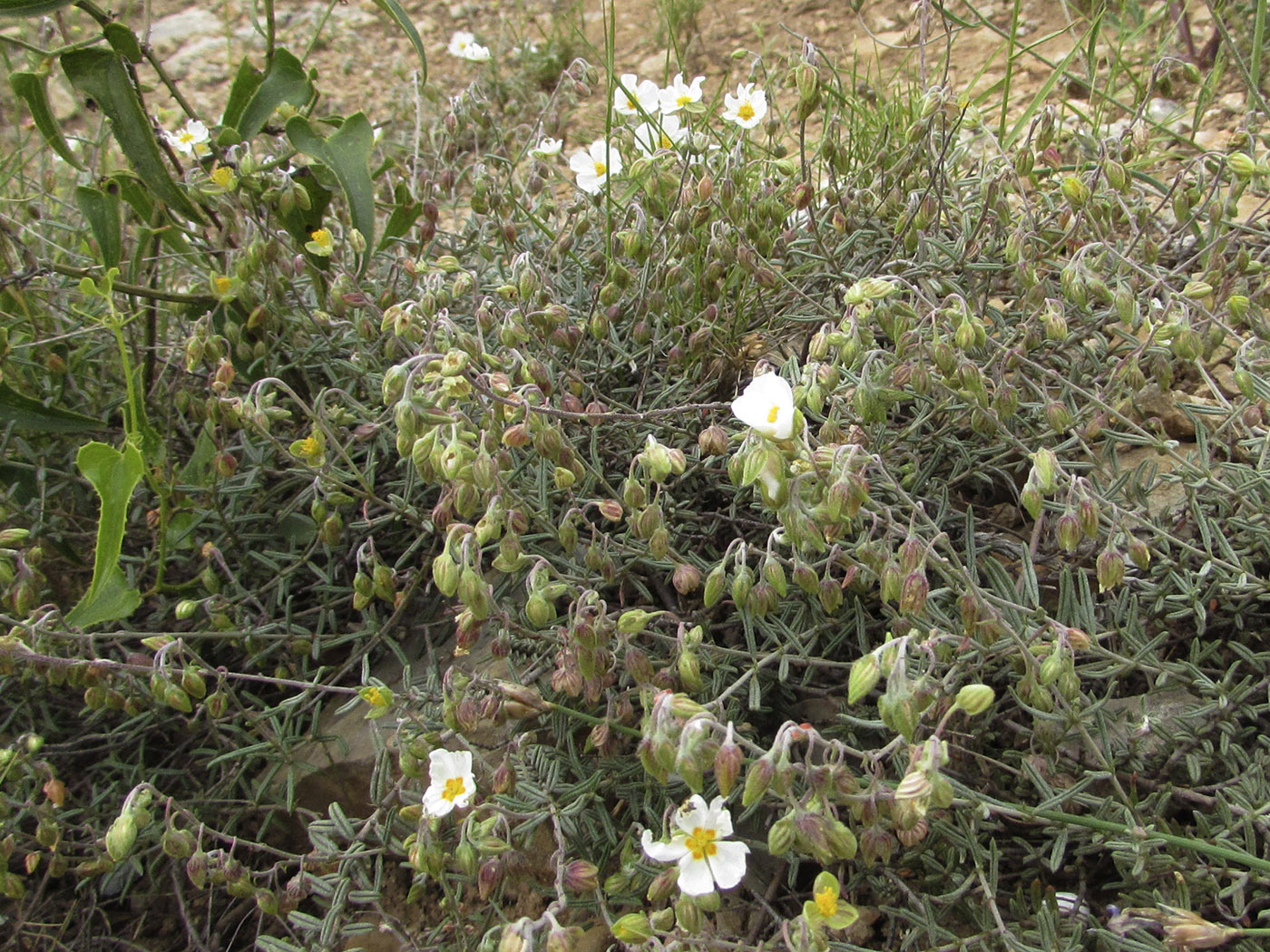 Image of Helianthemum apenninum specimen.