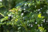 Tecomaria capensis. Верхушка побега. Греция, о. Крит, Ретимно (Ρέθυμνο), городской парк. 29.04.2014.