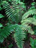 Dryopteris crassirhizoma. Взрослое растение. Приморье, Партизанский р-н, окр. урочища Большой Липовый, в тайге. 19.06.2016.