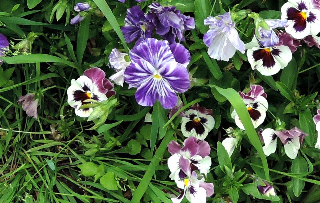 Image of Viola wittrockiana specimen.