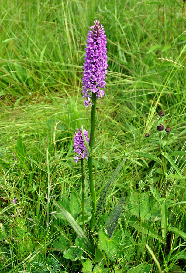 Image of Dactylorhiza &times; kerneriorum specimen.