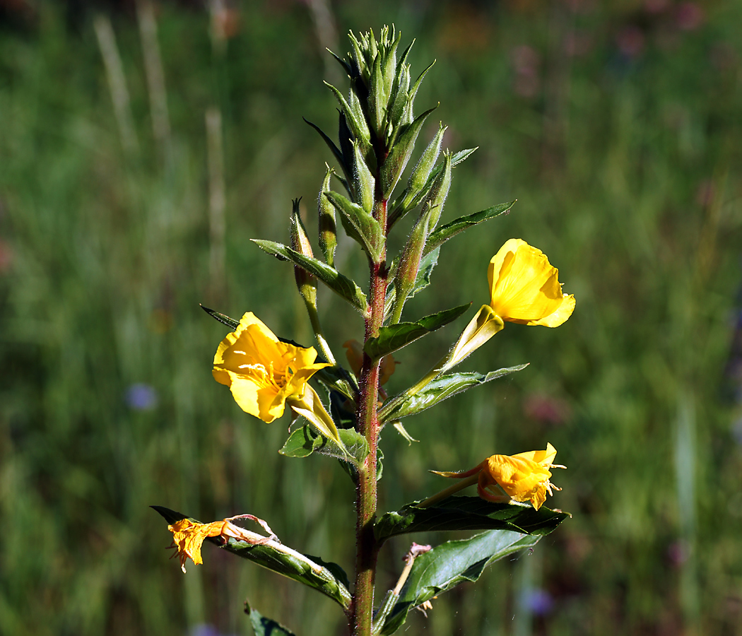 Изображение особи Oenothera rubricaulis.