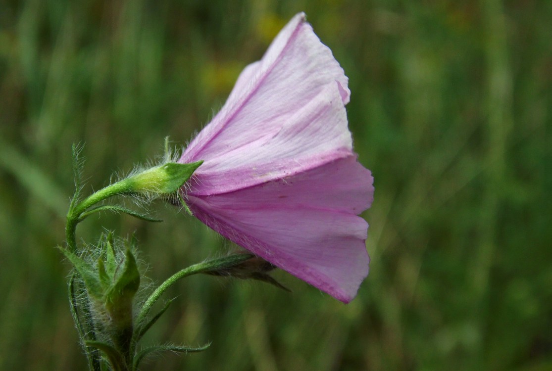 Image of Convolvulus cantabrica specimen.